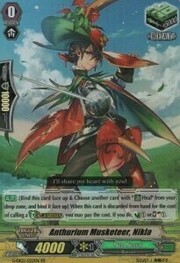 Anthurium Musketeer, Nikla [G Format]