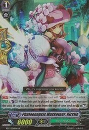 Phalaenopsis Musketeer, Kirstie [G Format]