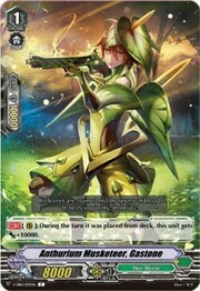 Anthurium Musketeer, Gastone [V Format]