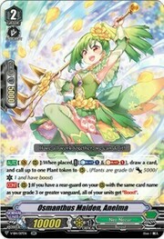 Osmanthus Maiden, Anelma [V Format]