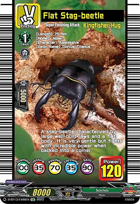 Flat Stag-beetle Card Front