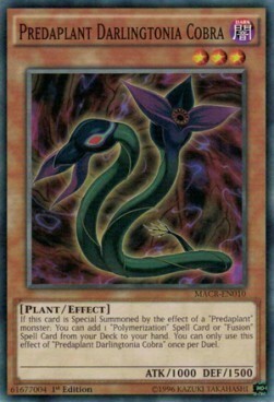 Predaplant Darlingtonia Cobra Card Front